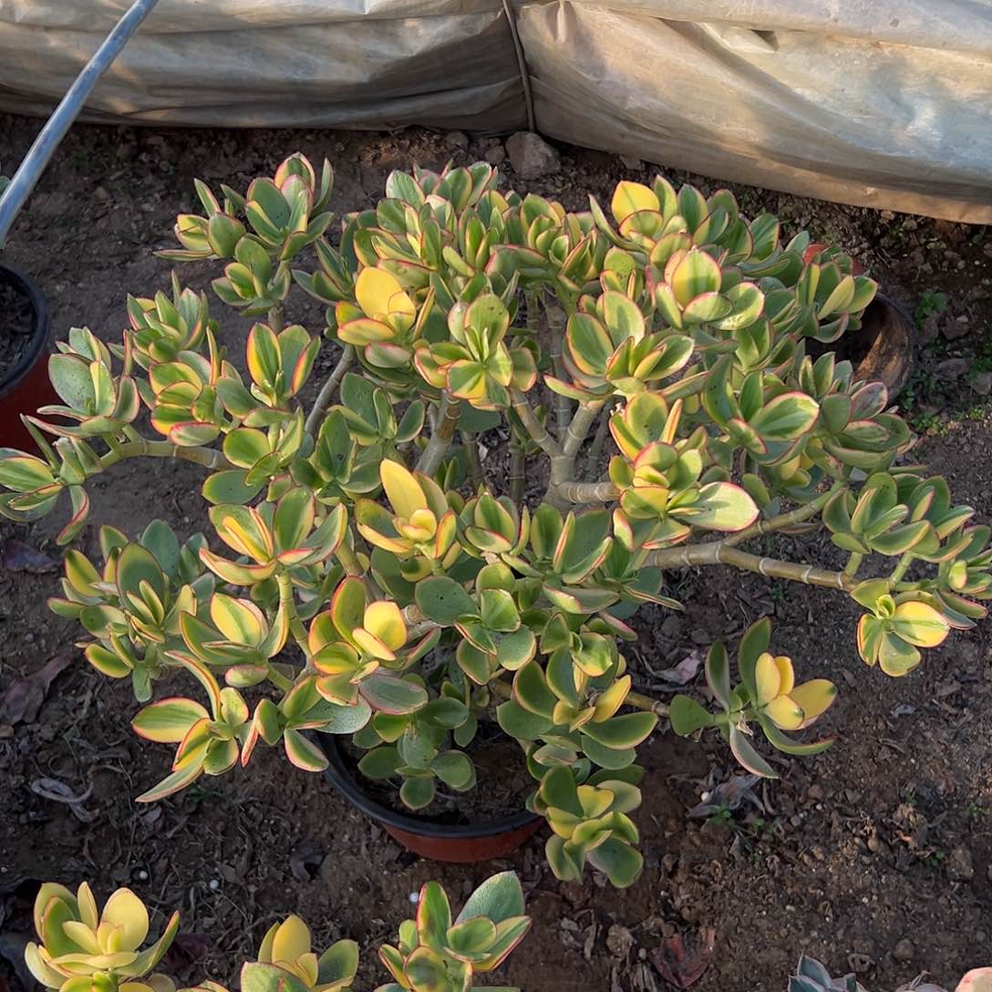 多肉植物大颗玉树