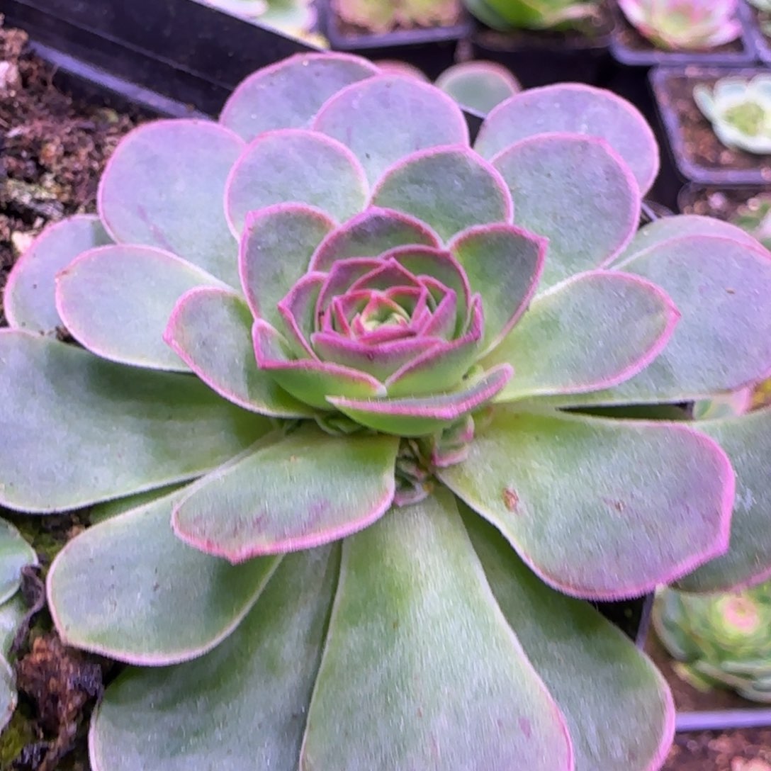 7厘米捧花玫瑰紫红色12124243