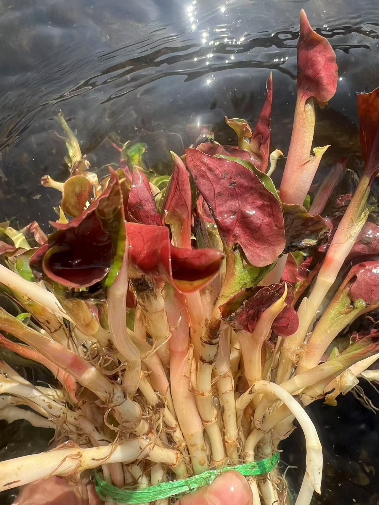 贵州长顺现挖折耳根鱼腥草