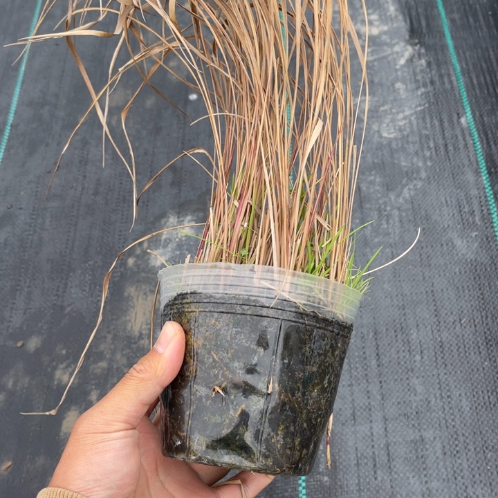 南山野草的盆栽植物