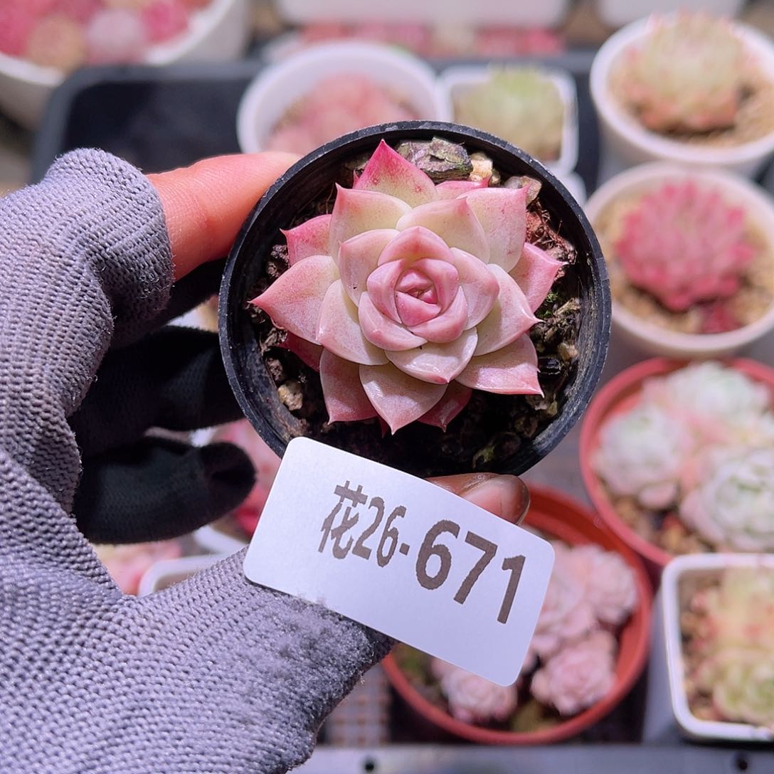 花26-671魅影单头