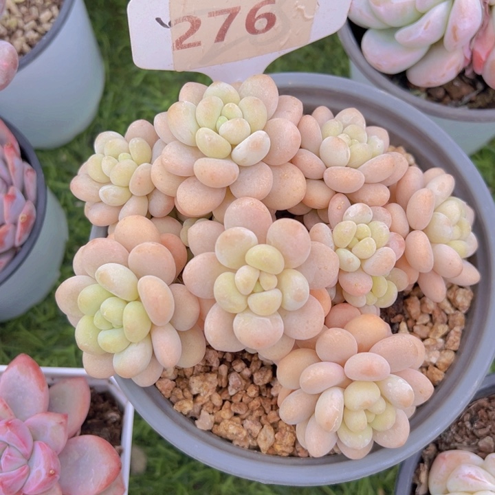 健健康康平平安安