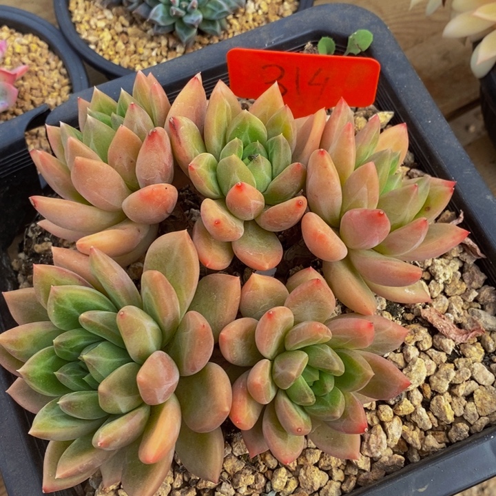 我要的东西不需要