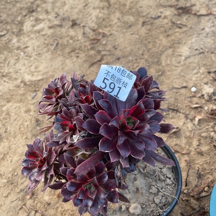 591蒙娜丽莎不圆2号法师