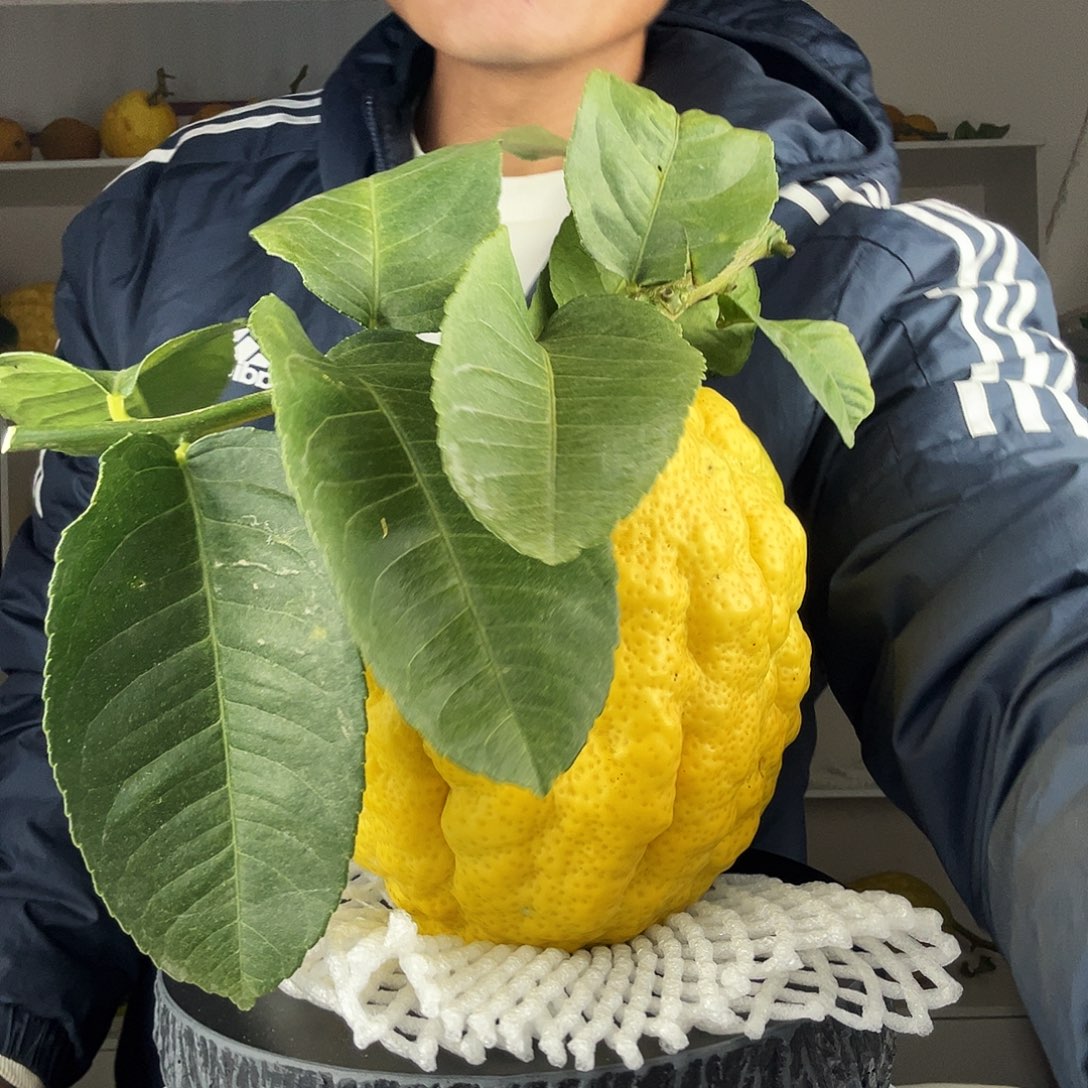 小***晓香水柠檬云南高山大香橼