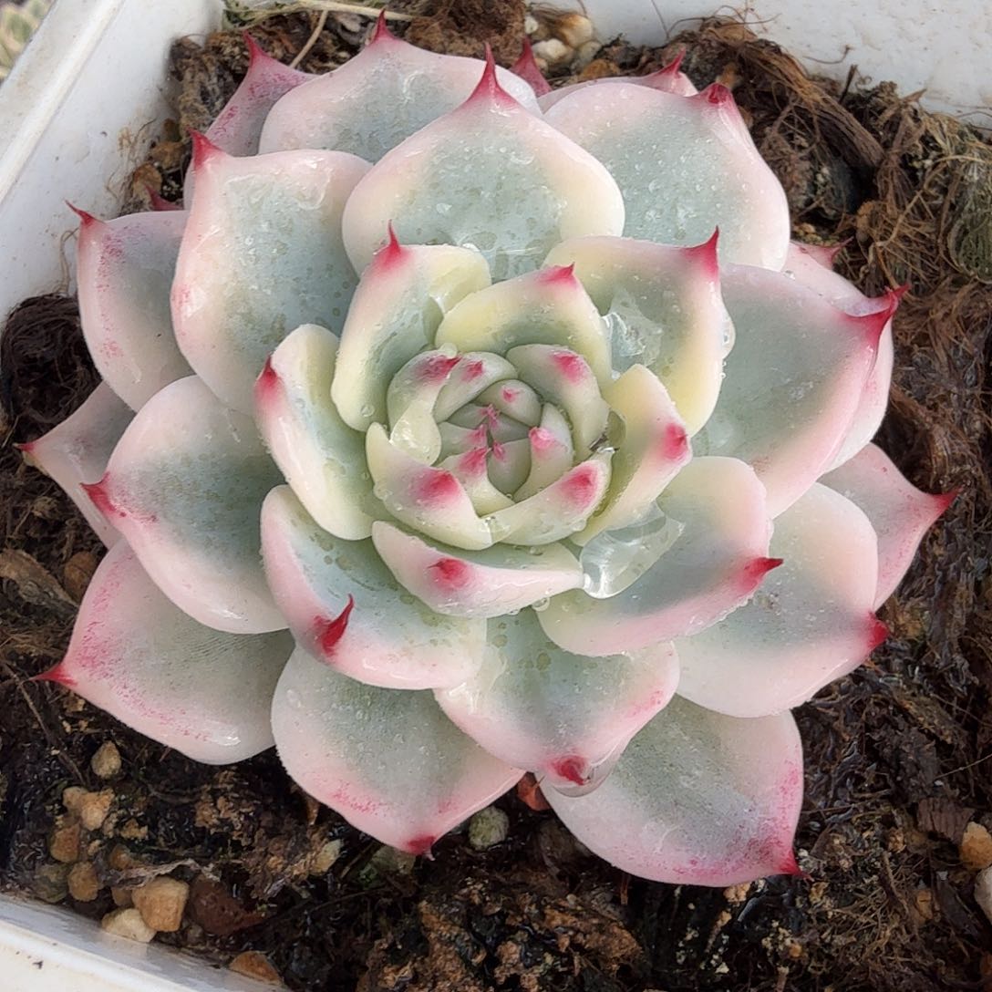 吉娃娃锦，多肉植物