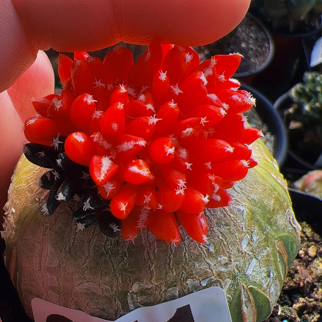 无花朵福利黑牡丹群红锦351