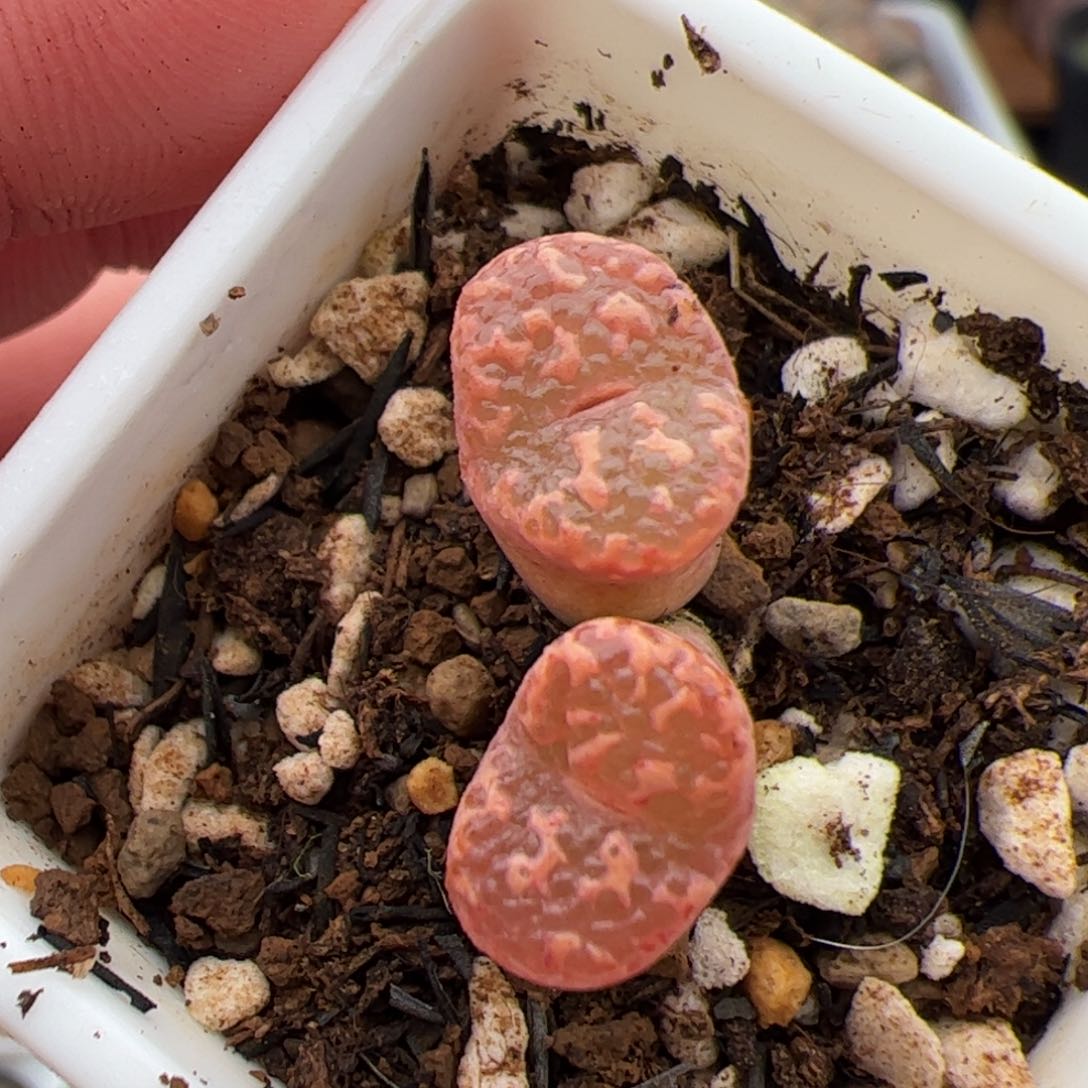 0708号泡泡勋章 多肉植物