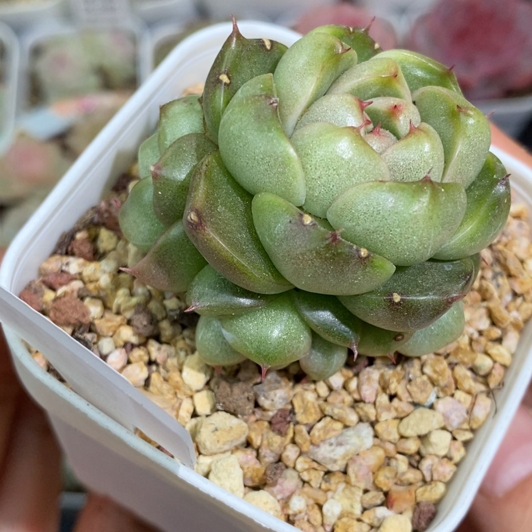 284东篱下多肉植物盆栽