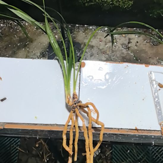 完全开放大富贵老苗