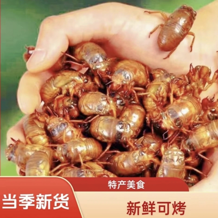 2025新鲜金蝉知了猴现抓爬叉猴蝉蛹顺丰包邮
