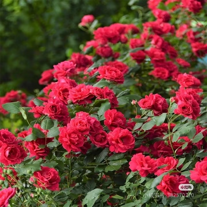 3米多高的红木香多季开花爆花机器爬藤花适合庭院种植无刺爬藤