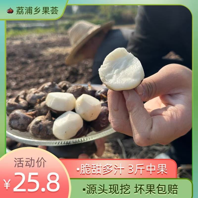 荔浦马蹄荸荠新鲜现挖口感脆甜多汁细腻无渣水果