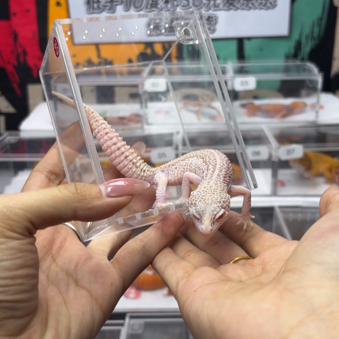 豹纹守宫超级雪花雷达妹妹 N051