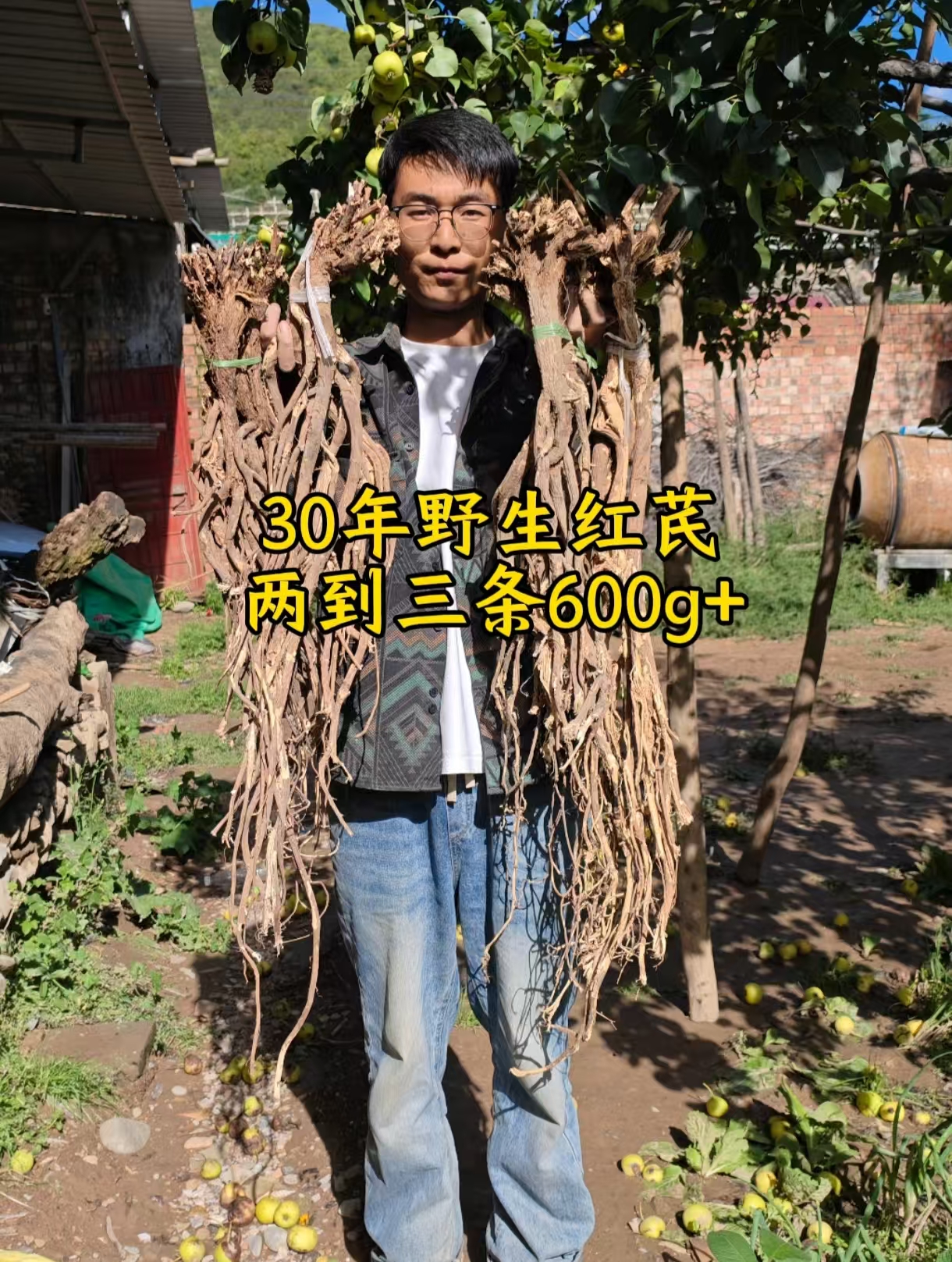 甘肃岷县正宗纯野生老红芪可煲汤炖肉泡水