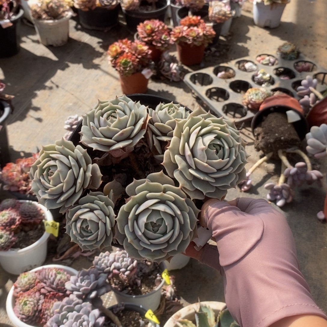 768露娜莲一物一拍