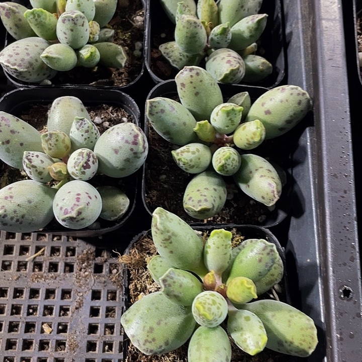 大海豹带盆土发货