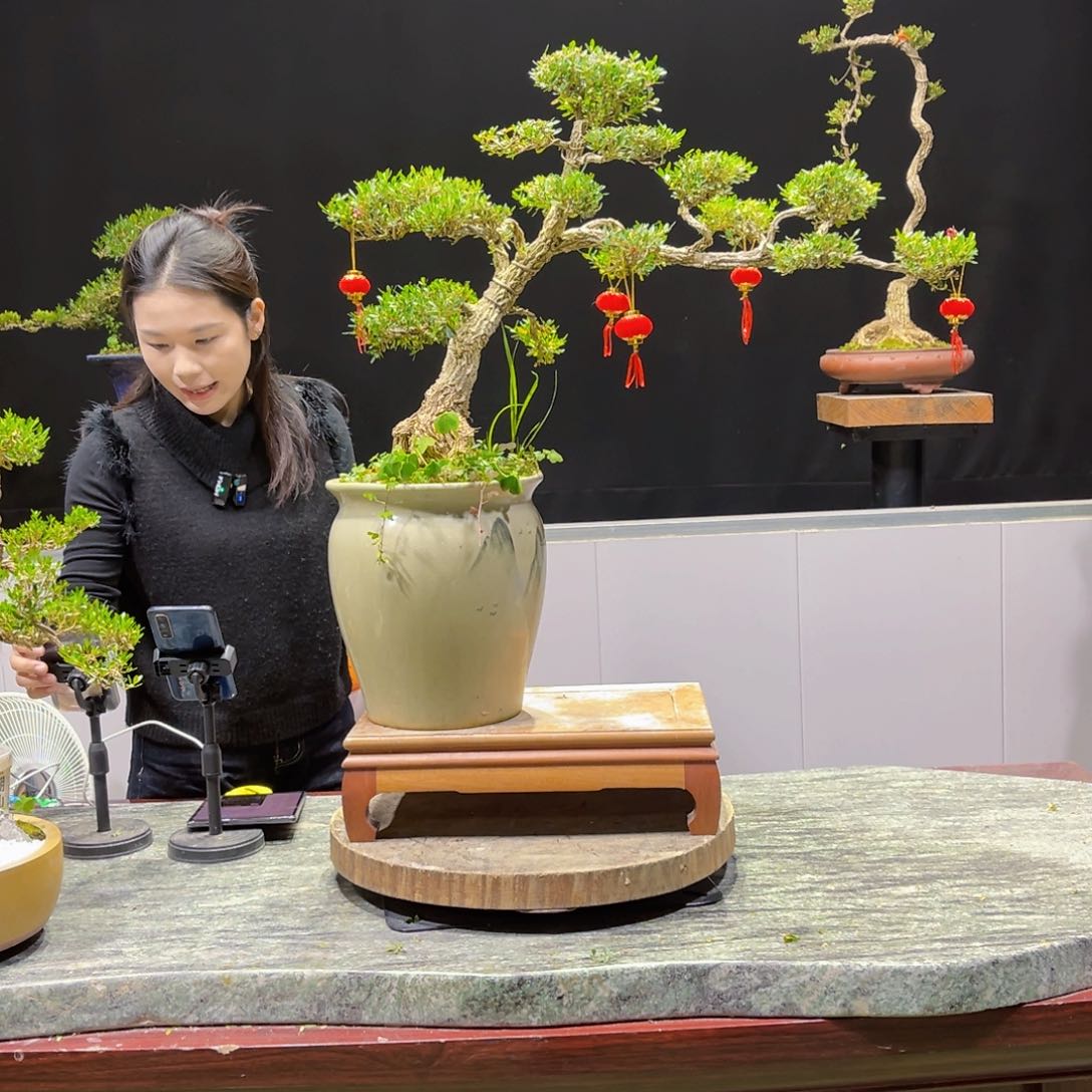 四季常青老桩黄杨盆景