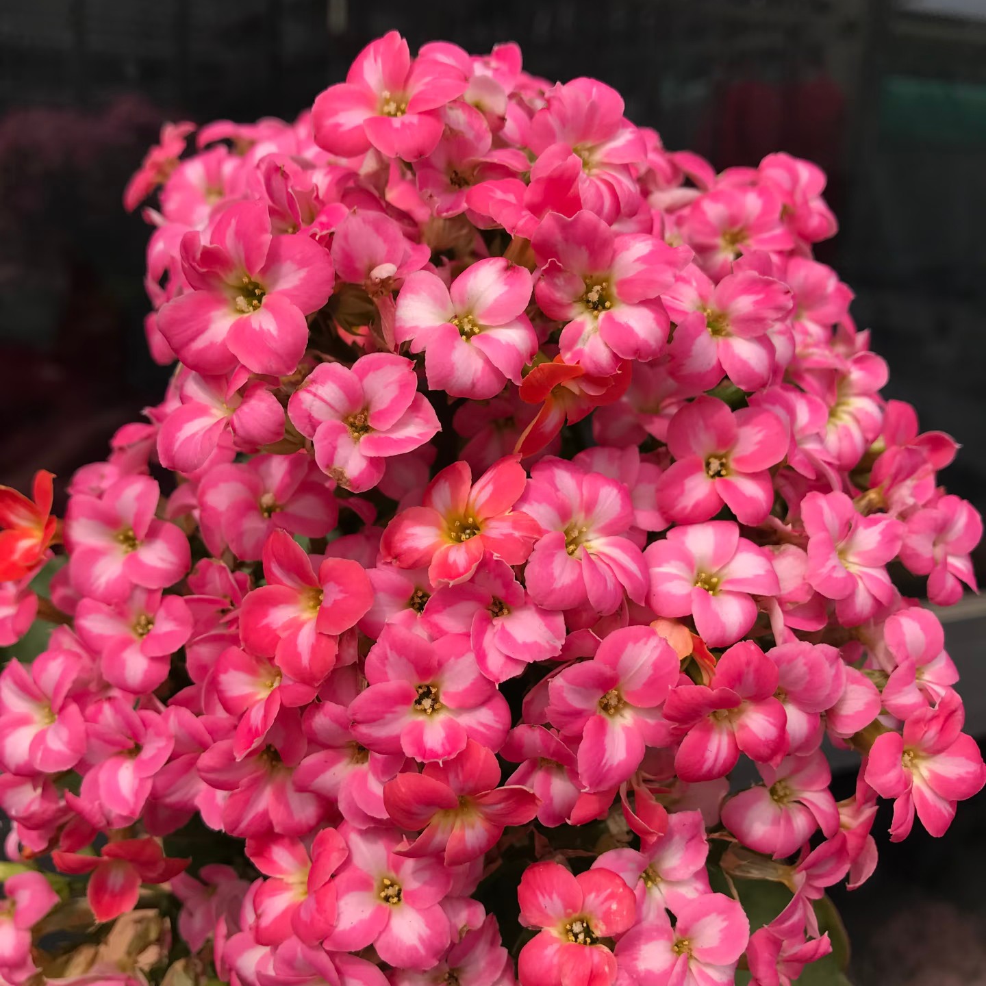 （美丽心情110盆）稀有单瓣长寿花 基地直发 懒人盆栽花卉