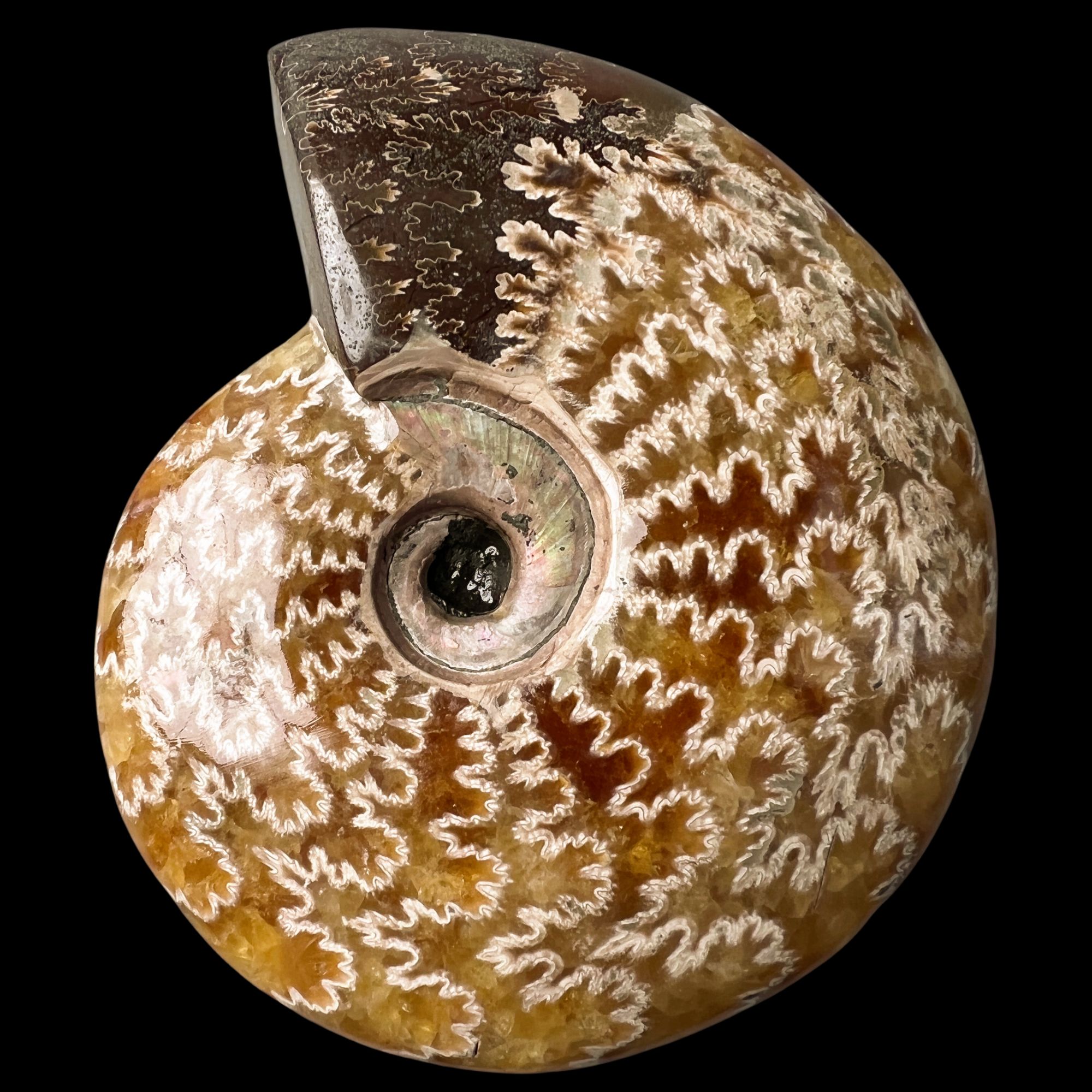 【 叶菊石（摆件-白花）】120mm 玉化 马达加斯加 古贝壳 C7