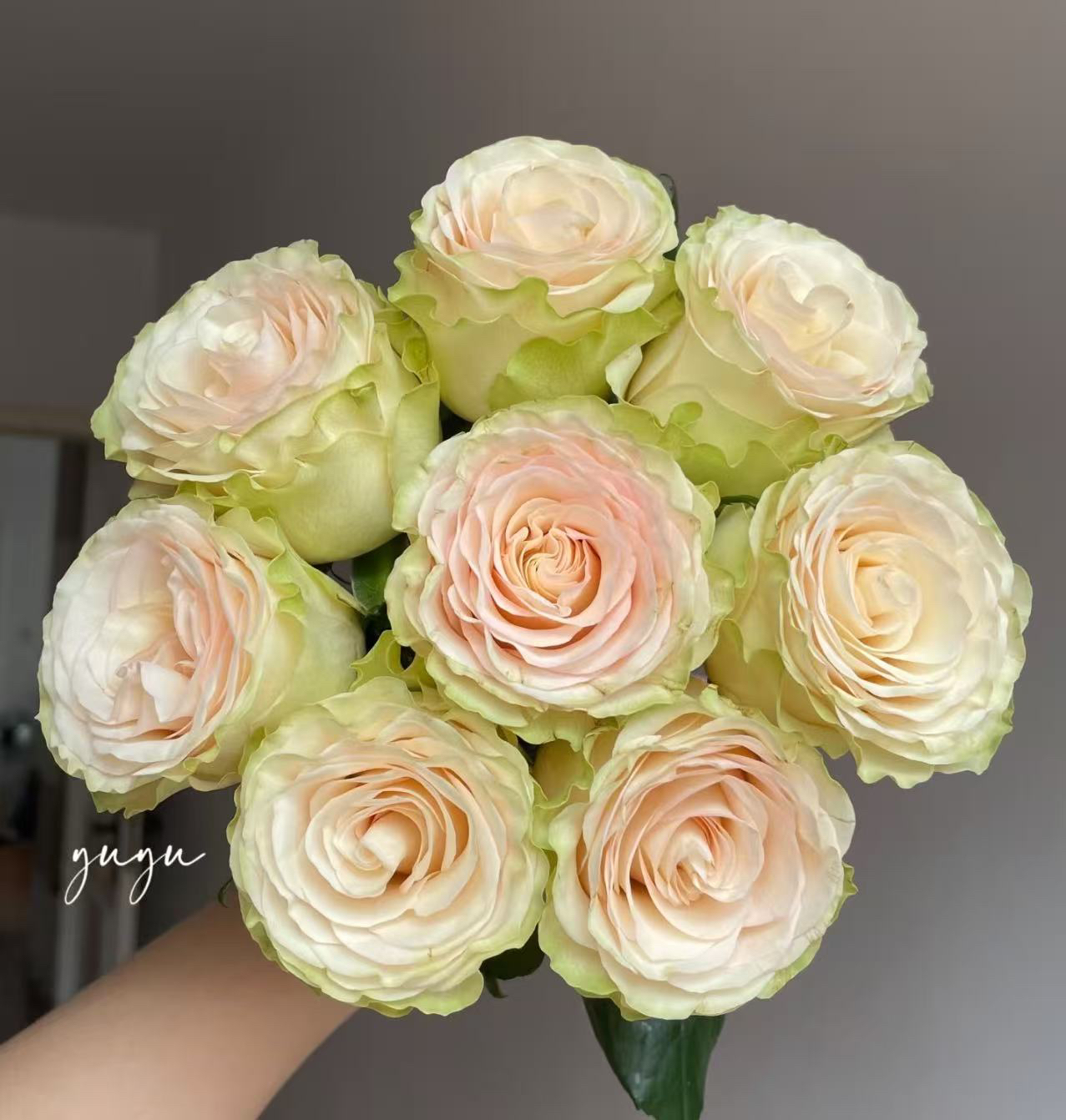 琉璃翠A级花苞(10枝一个花苞不售后)