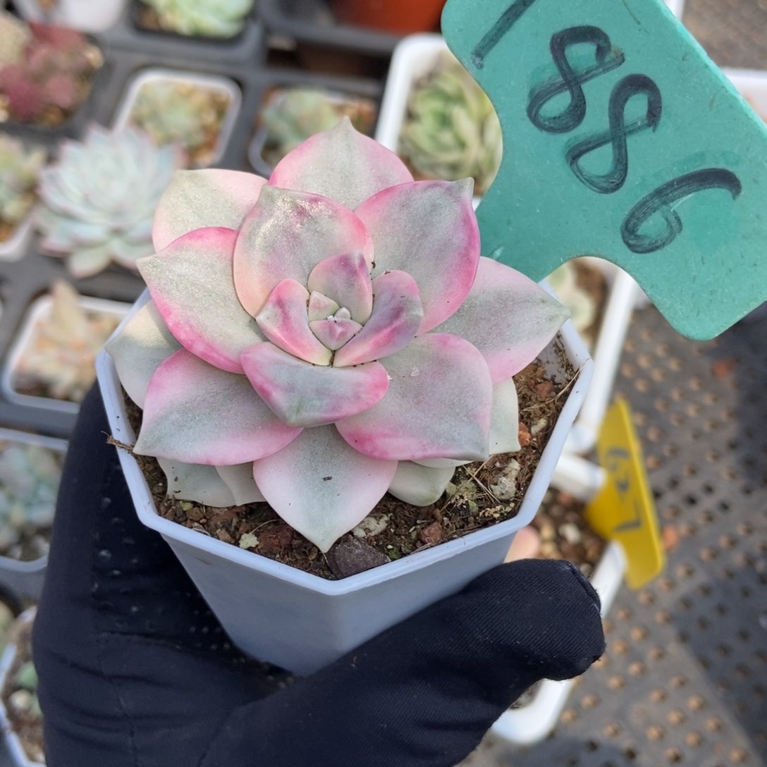 1886紫乐锦多肉植物保护