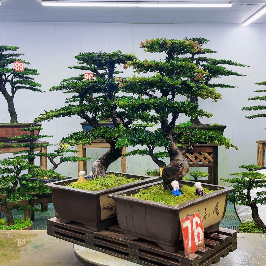 完全开放罗汉松盆景艺术