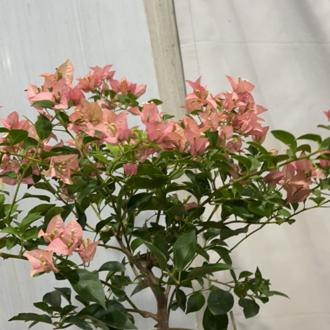 【卡雅塔】盆苗三角梅稀有品种盆栽四季开花耐热好养