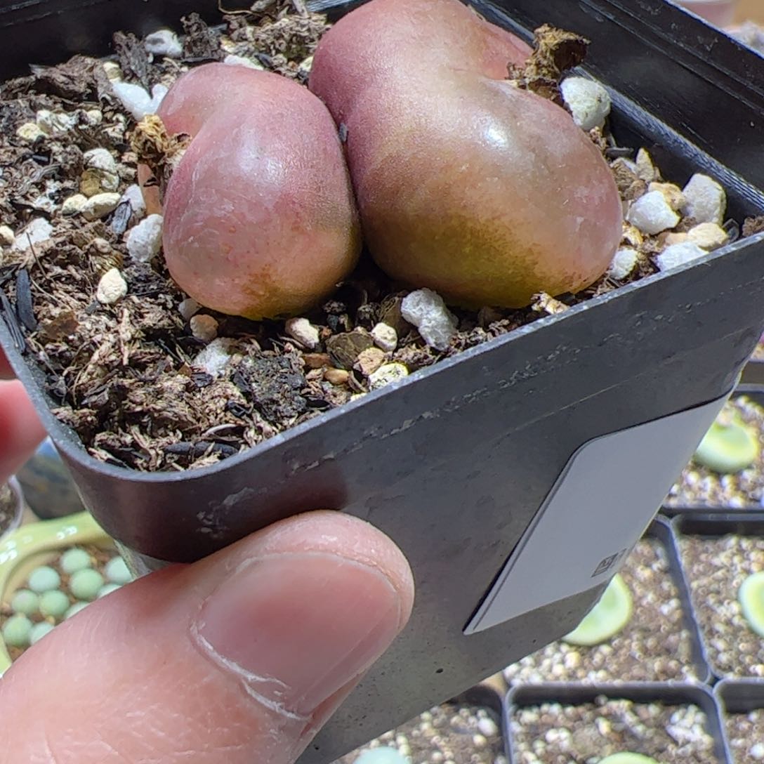 【闪购商品】277 吕氏红宝石