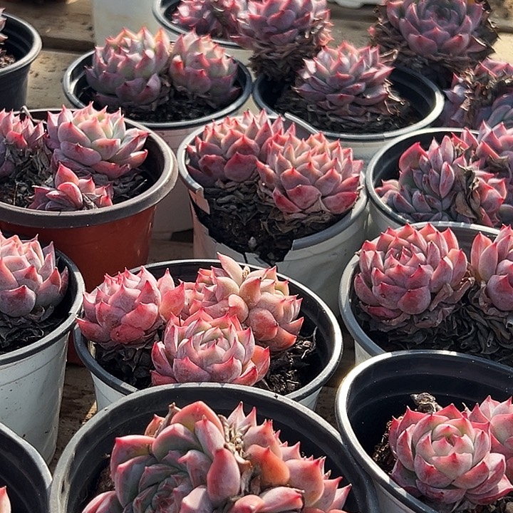 粉孤星群      福利多多