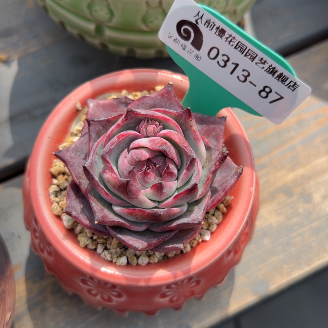 多肉一物一拍0313/87