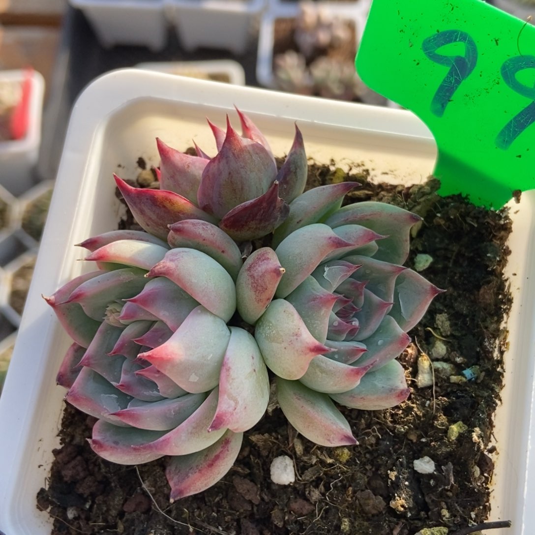 992惊鸿仙子多肉植物保护