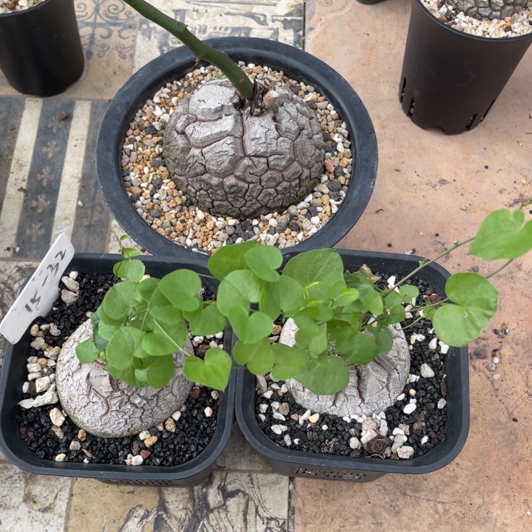 胖****客户专拍，南非龟甲龙3个