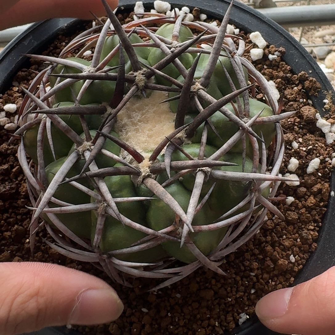 335号圆盘玉仙人球无根