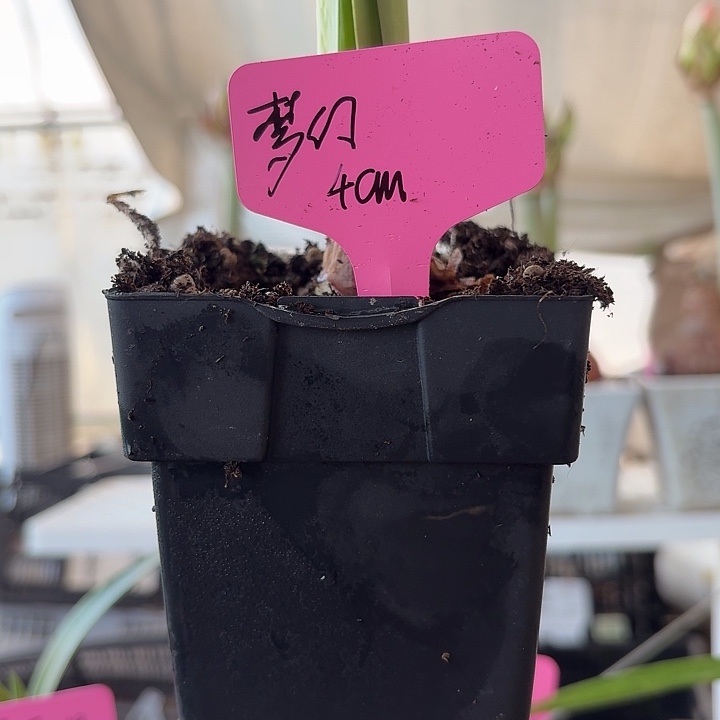 无花朵梦幻直径4cm