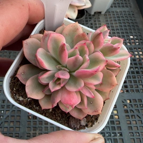 5戴伦锦一物一拍多肉