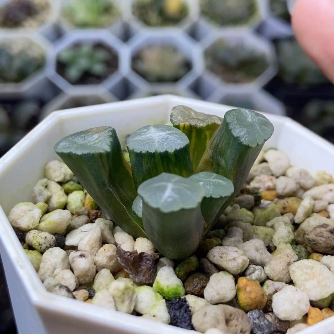 特价极上斑桃源乡锦一物一拍