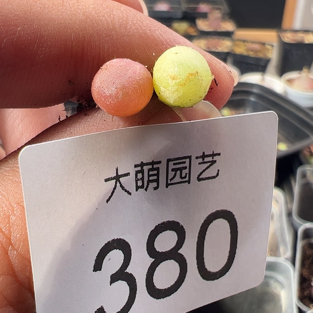 一物一拍。       380