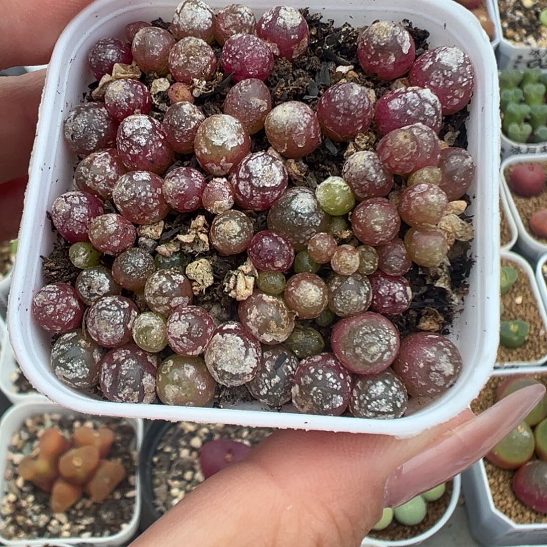 116灯泡带盆土发货