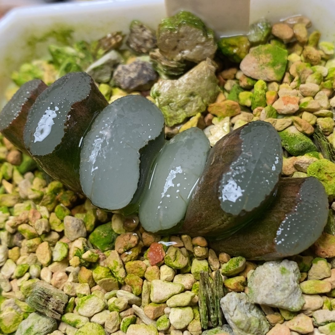 233传奇蓝玉扇一物一拍