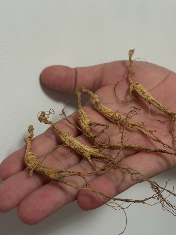 无科技狠活自然干长白山林下参生晒干货可泡酒煲汤打粉（随机发货）