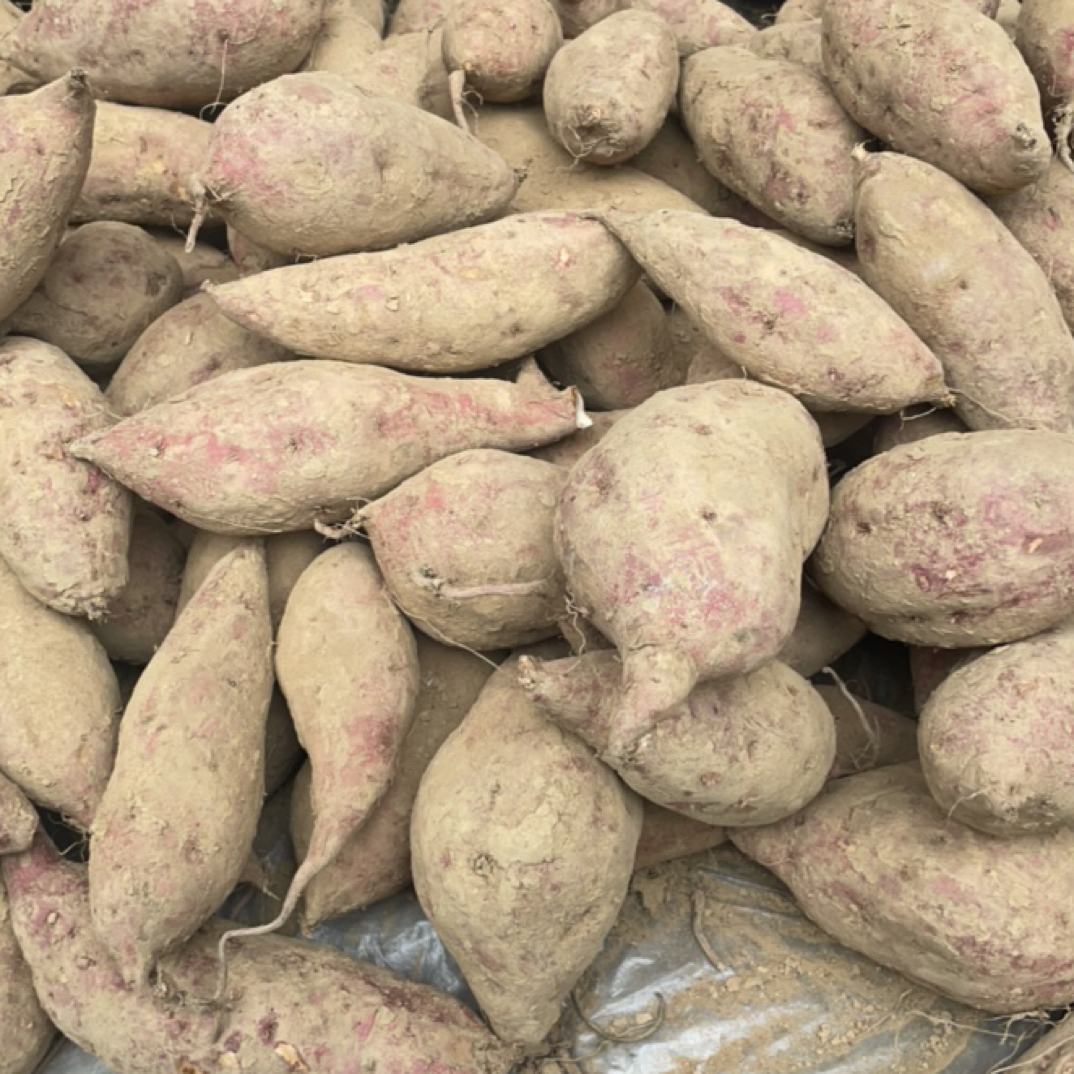 农家新鲜现挖沙地红薯可蒸煮烤食