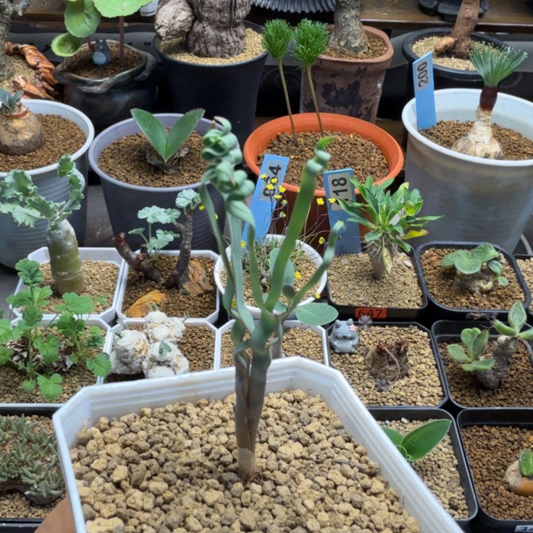 海带弹簧草069 仙人球