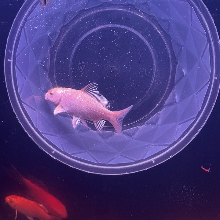 海水鱼红色蝴蝶鲤大鳍大尾