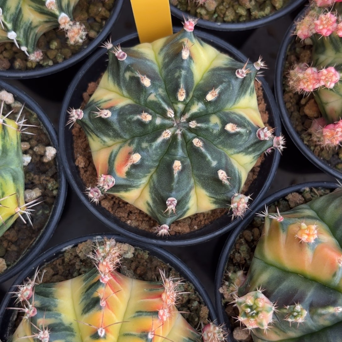 177-1218泰国发货多肉