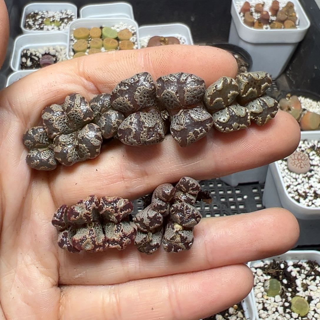 【闪购商品】712……