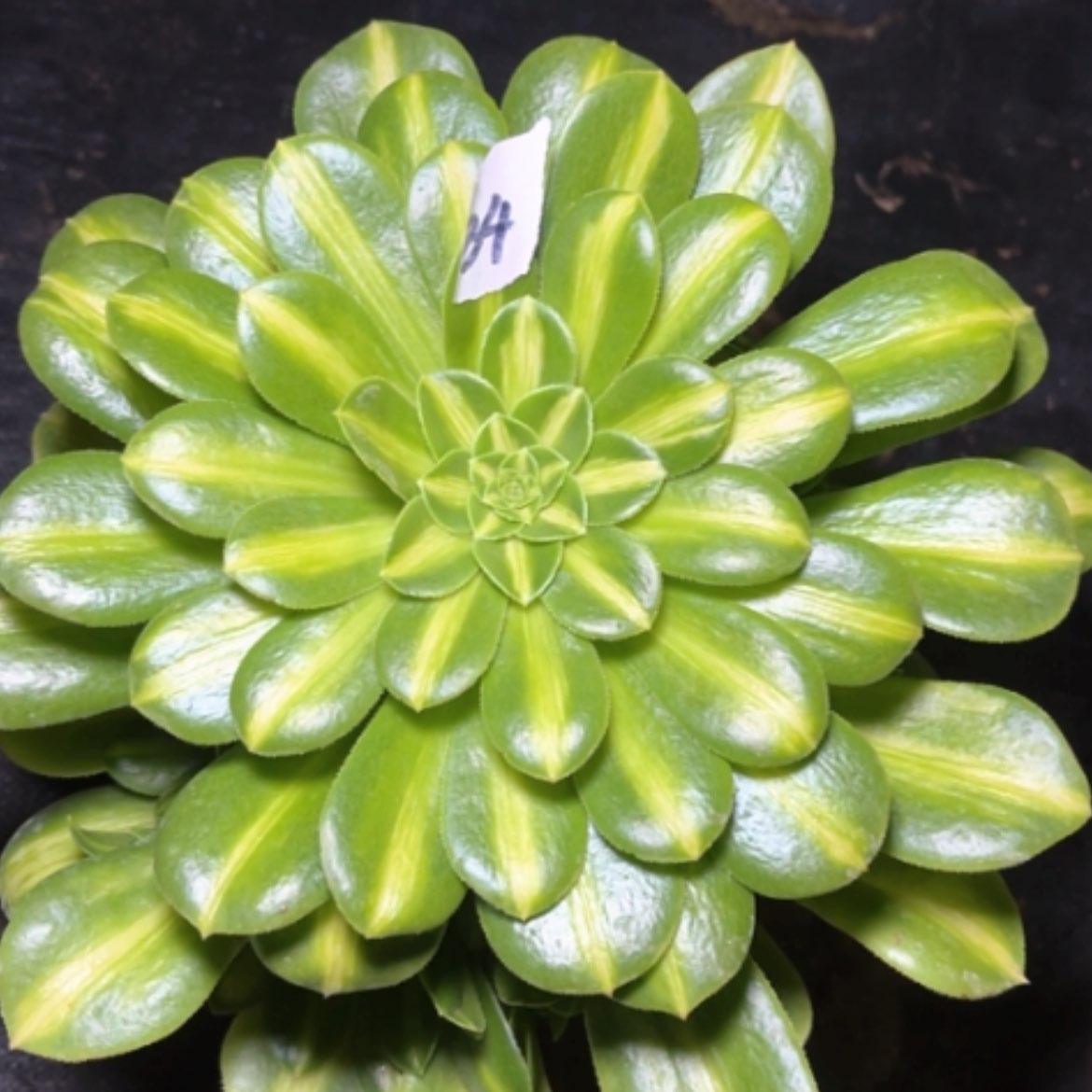 【闪购商品】34翡翠琉璃多肉法师