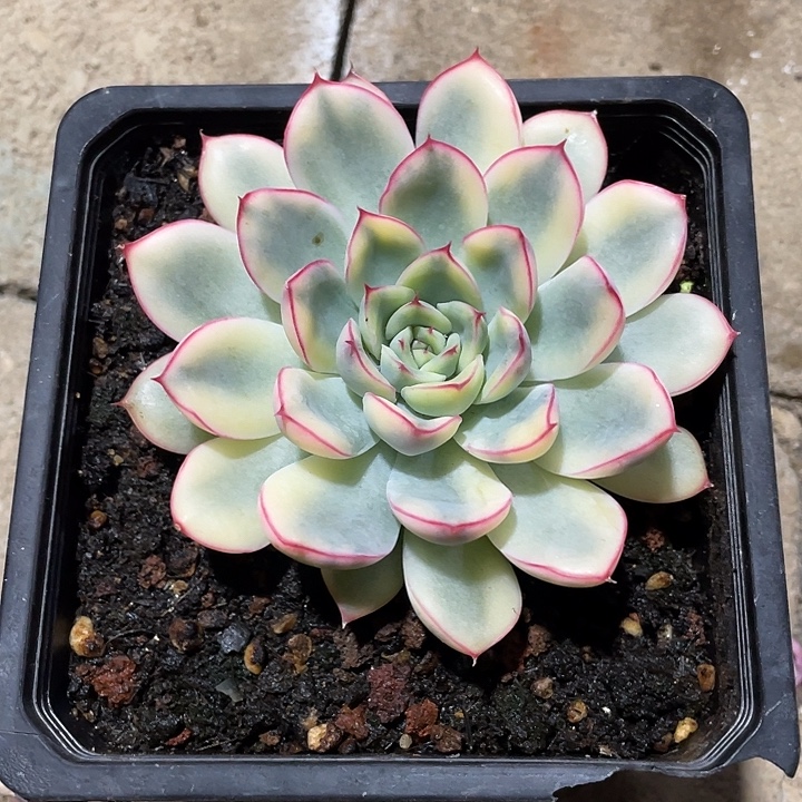 荷花锦一物一拍锦龙