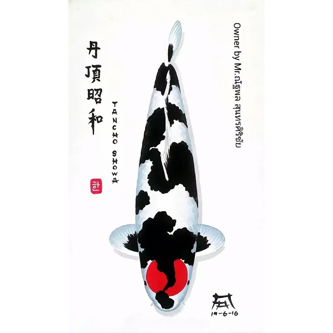 体型粗壮好养耐活的红白大正赤目芥子宽体高背观赏锦鲤