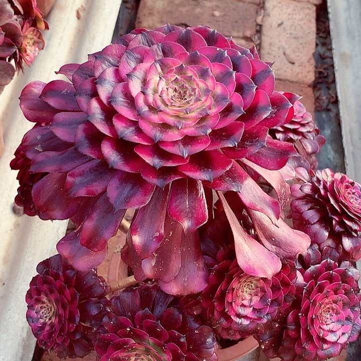 美姬的，有点微瑕